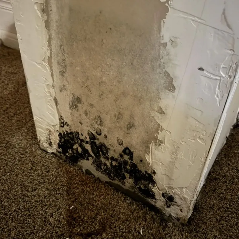 Professional Mold Removal in Salisbury, NH